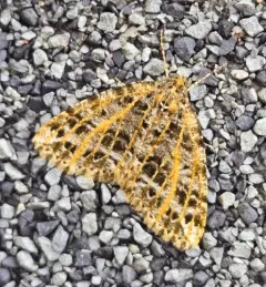 Yellow-veined Geometer Moth thumbnail 3