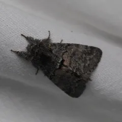 Banded Pebble Moth thumbnail 3