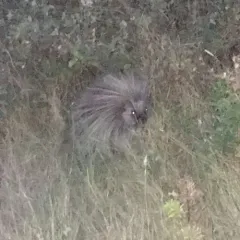 North American Porcupine thumbnail 2
