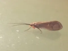 Dicosmoecus atripes thumbnail 3