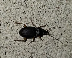 Chlaenius impunctifrons thumbnail 3