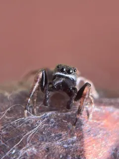 Zygoballus nervosus thumbnail 2