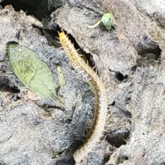 White-Striped Centipede thumbnail 4