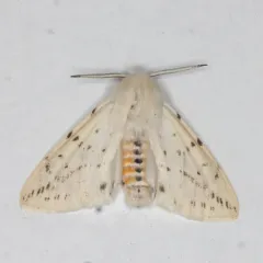 Dubious Tiger Moth thumbnail 4