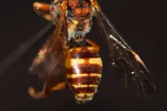 Bethune's Cuckoo Nomad Bee thumbnail 2