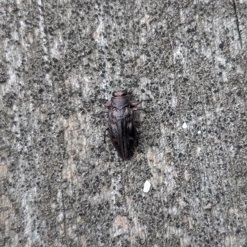 Six-marked Jewel Beetle