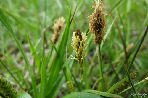 spring sedge