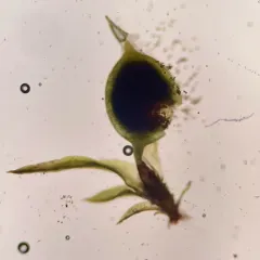 Mühlenberg's Weissia thumbnail 3
