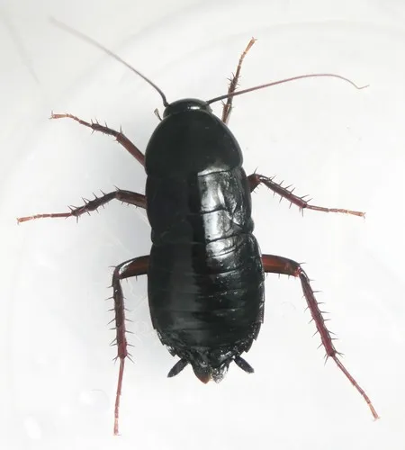 Oriental Cockroach
