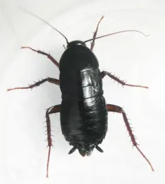 Oriental Cockroach thumbnail 1