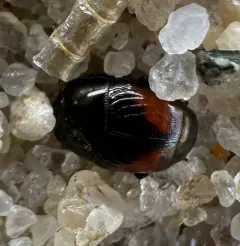 Hypocaccus dimidiatipennis thumbnail 2