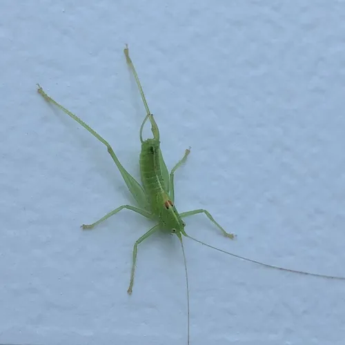 Southern Oak Bush-cricket