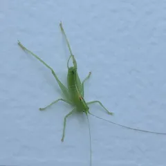 Southern Oak Bush-cricket thumbnail 1