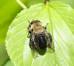 Brown-haltered Bee-mimic Fly thumbnail 2