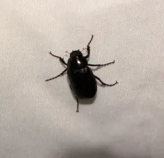 Diplotaxis tristis thumbnail 3