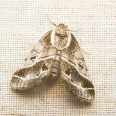 Doubleday's Baileya Moth thumbnail 3