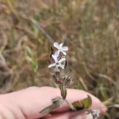 Small-flowered Catchfly thumbnail 4
