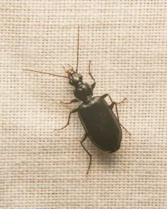 Platynus cincticollis thumbnail 2