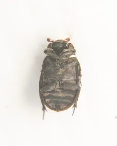 Trox unistriatus thumbnail 4