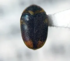 Cryptorhopalum apicale thumbnail 3