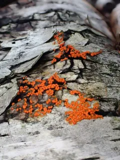 Physarum rubiginosum thumbnail 3