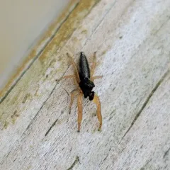 Toothed slender jumping spider thumbnail 4