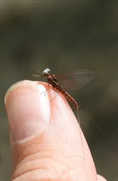 Arthroplea bipunctata thumbnail 4