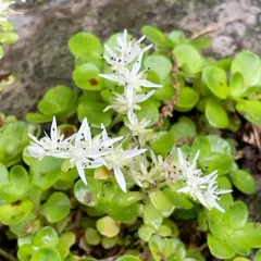 woodland stonecrop thumbnail 4