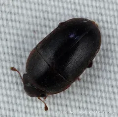 Ample Sap Beetle thumbnail 4