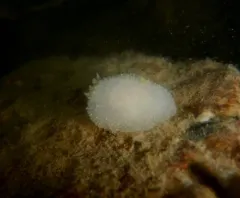 Hairy Spiny Dorid thumbnail 4