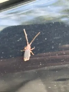 Uleiota dubia thumbnail 3