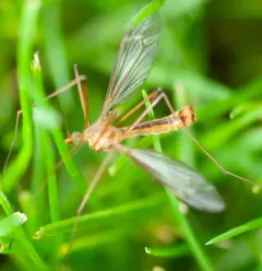 Tipula bicornis thumbnail 4