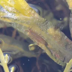 Baltic Isopod thumbnail 1