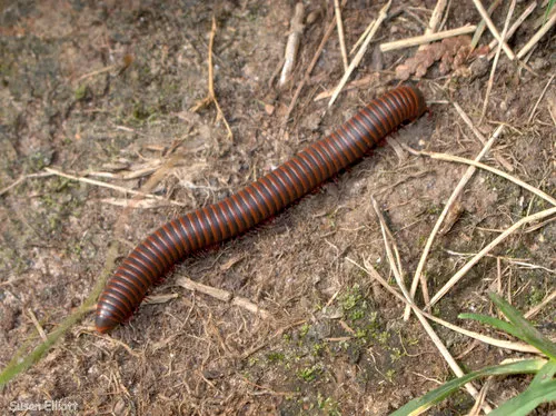 Narceus annularis