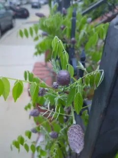 American wisteria thumbnail 3