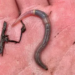 White Worm thumbnail 4