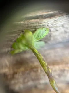 Urocystis anemones-narcissiflorae thumbnail 3