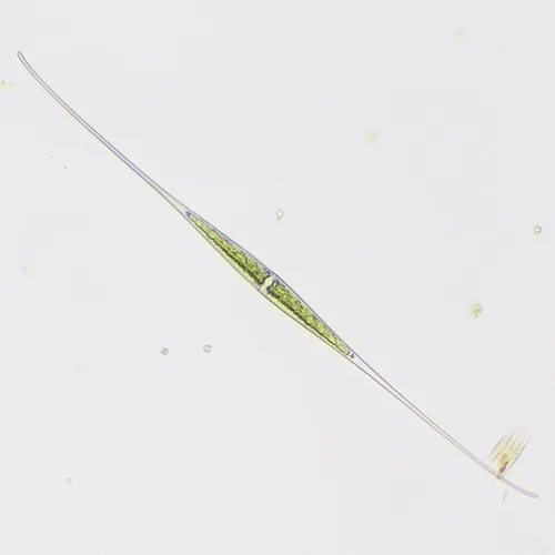 Closterium kuetzingii