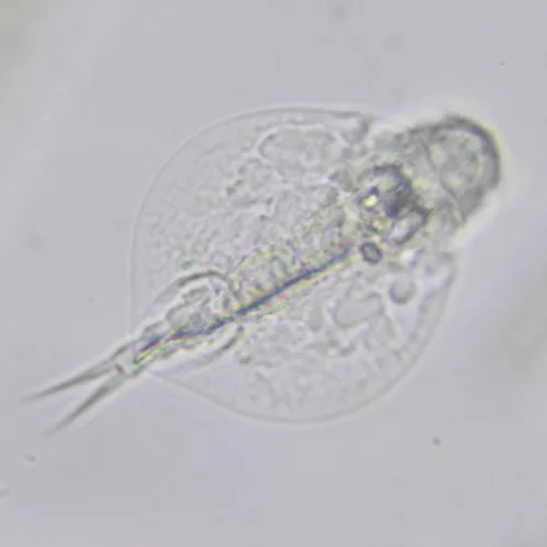 Lepadella triptera
