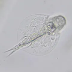 Lepadella triptera thumbnail 1