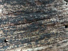 Anteaglonium parvulum thumbnail 2
