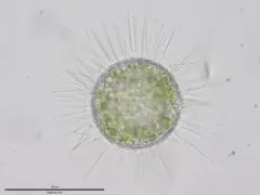 Acanthocystis turfacea thumbnail 1