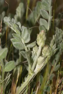 Tygh Valley Milkvetch thumbnail 3