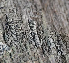 Pseudothelomma occidentale thumbnail 3