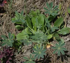 chick lupine thumbnail 4