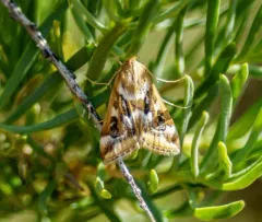 Loxostege lepidalis thumbnail 3