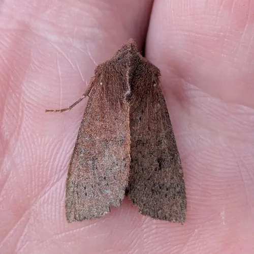Orthosia transparens