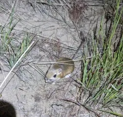 Ord's Kangaroo Rat thumbnail 4