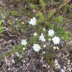 white flat-topped goldenrod thumbnail 2