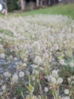 Hare's Tail Grass thumbnail 4